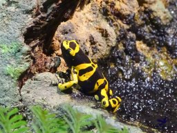 Haus des Meeres 4.02.2026